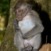 monkey_macaque_balinese_mf_ubud_v_1182_bal4900.jpg